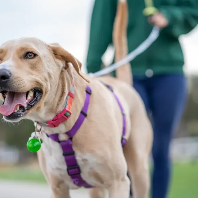 Roadie Dog Harness