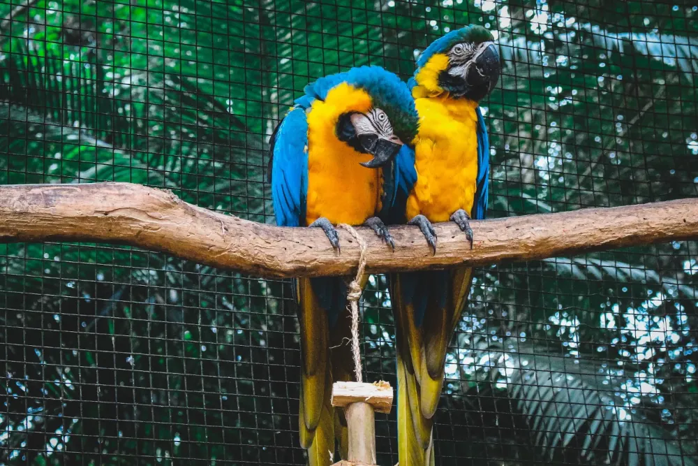 Roadie Parrot Pet Sitting
