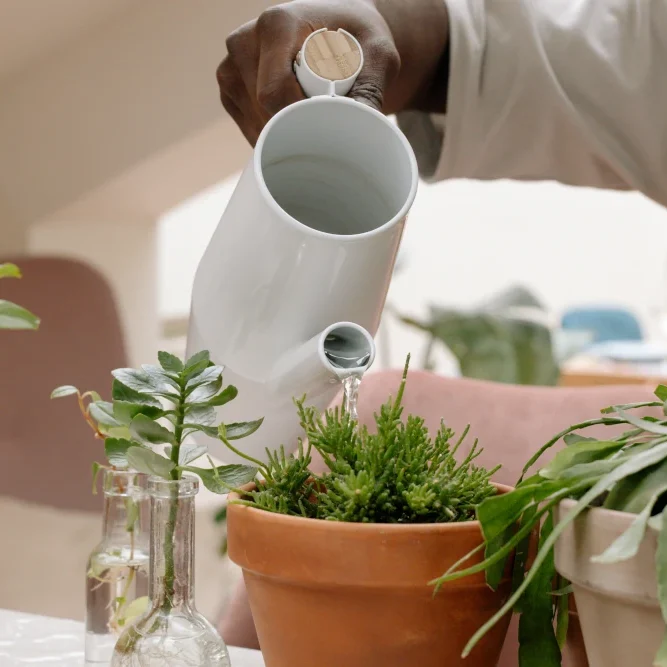 roadie pad sitting plant watering roadie pad sitting plant watering
