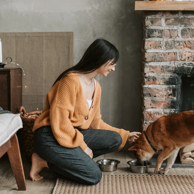 roadie pet sitting feeding roadie pet sitting feeding